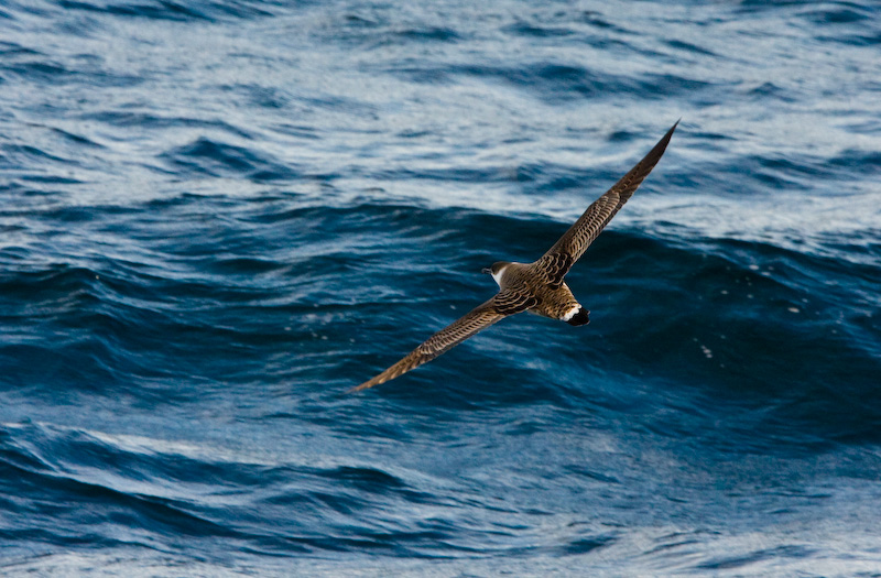 Great Shearwater In Flight